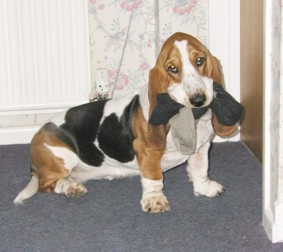 Miss Moppet basset hound